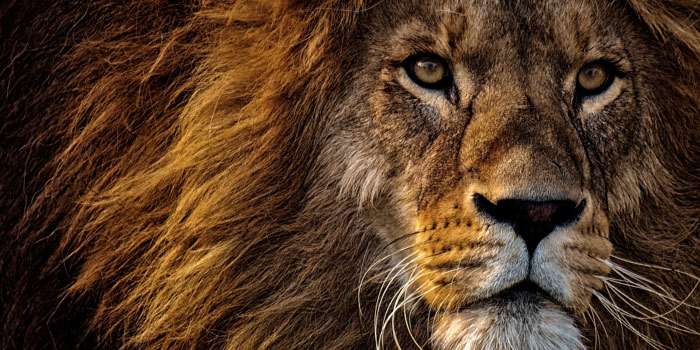 Lion-King